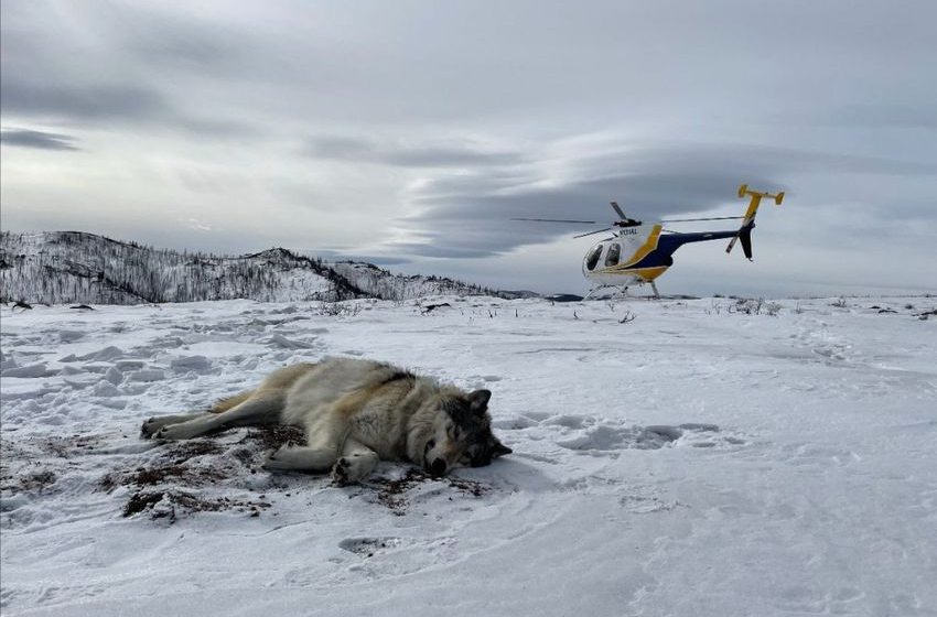  Letters: The burden of managing the wolf population in Colorado