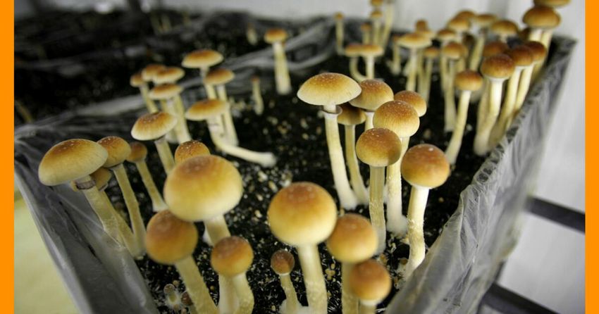  California bill paves way for psychedelic therapy after failure to legalize ‘magic mushrooms’