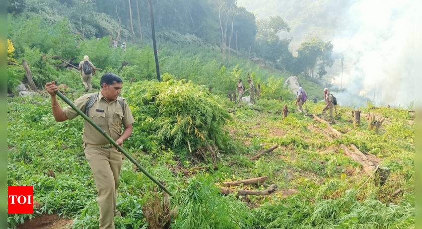  Maoists’ camouflage strategy to evade satellite detection of ganja plants