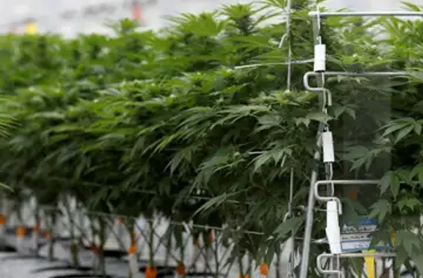 Cannabis firm Tilray Brands reports US$46.2-million quarterly loss, revenue up 34% from year ago