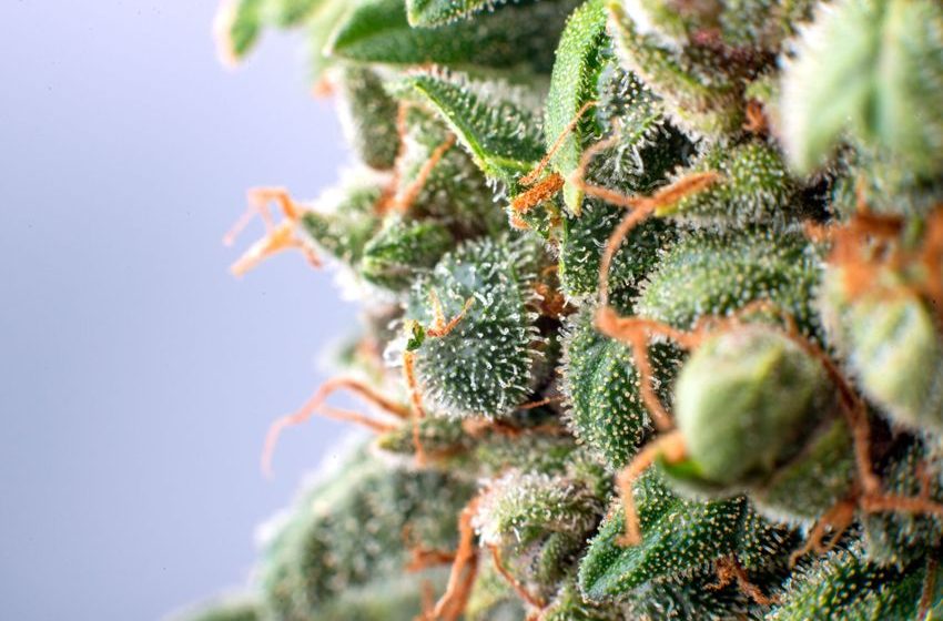  Weed Strain of the Week: Platinum Punch