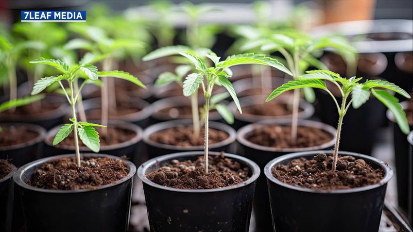  Cannabis farmers market in Cleveland, Ohio