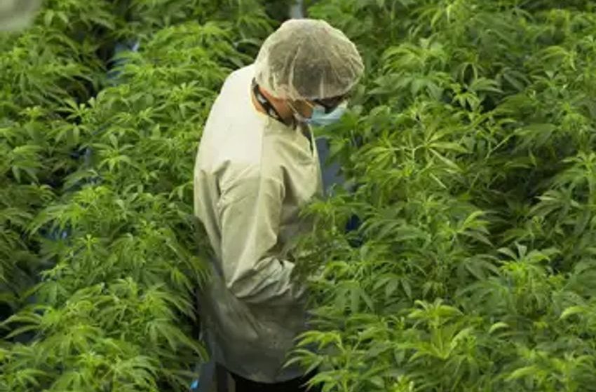 Canopy Growth reports smaller quarterly loss on lower costs, uptick in Canadian business