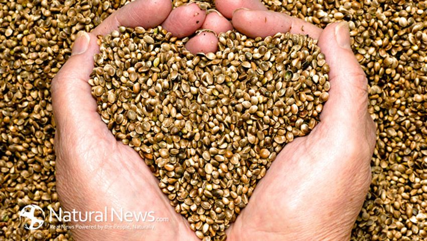  Hemp Seeds – Tiny seeds with big benefits