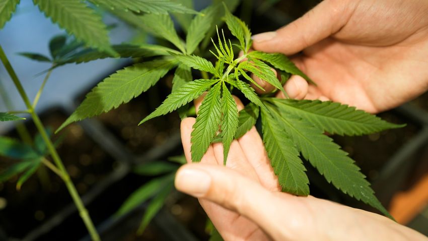  Germany’s parliament to debate and vote on liberalizing cannabis rules