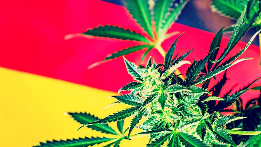  Decadent Germany Turns to Pot, as New Legislation Set To Be Approved Decriminalizing Cannabis in the Country