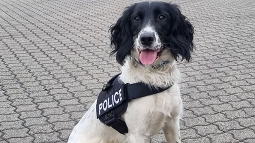  Police dog plays his part as more than £1.8m worth of cannabis seized from port