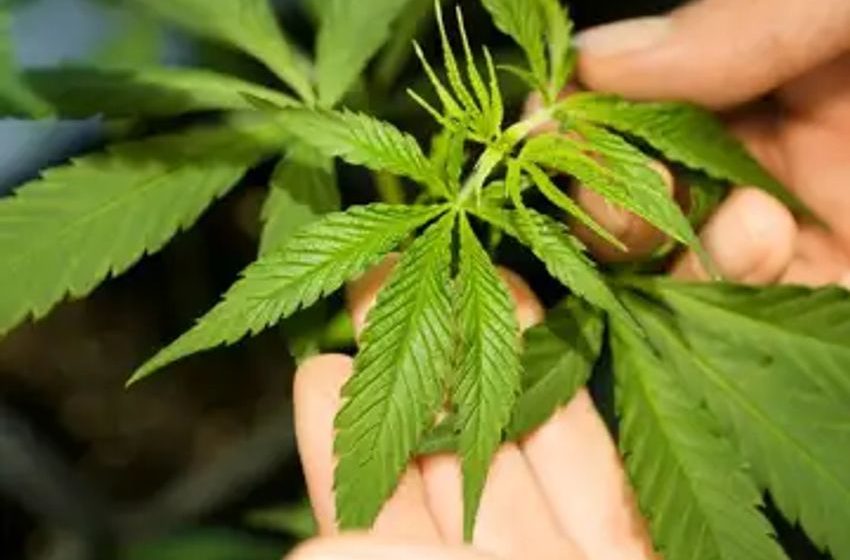  Germany’s parliament to debate and vote on liberalizing cannabis rules