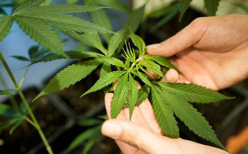  German lawmakers to vote on decriminalizing limited amounts of marijuana, allowing recreational use