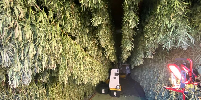  New York cannabis farmers may have to throw away 250,000 pounds of product due to retail-store bottleneck