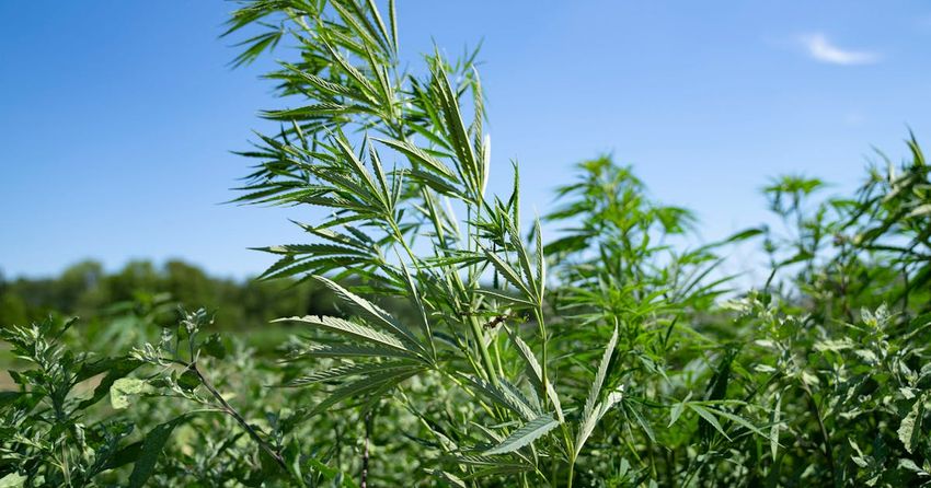  Hemp seed in chicken feed? A potentially huge market for Minnesota growers may be opening