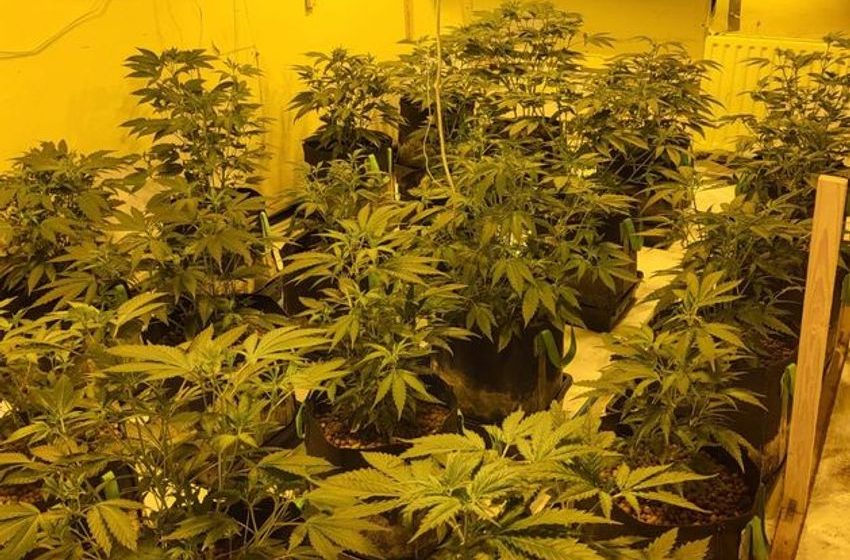  Two cannabis grow houses and drugs worth €300,000 discovered in Galway