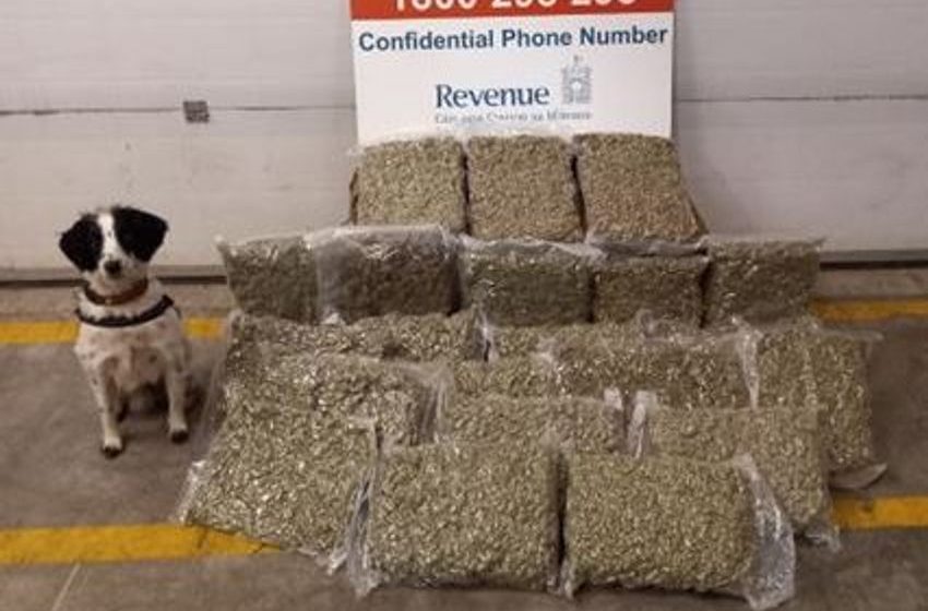  Revenue dogs Milo and Grace help seize over €920,000 worth of cannabis and cigarettes