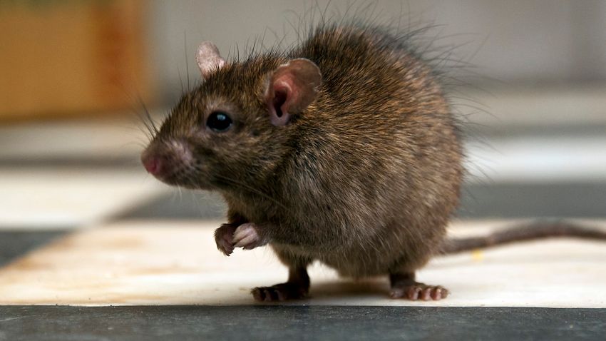  New Orleans Police HQ Besieged by High Rats: ‘Eating Our Marijuana’