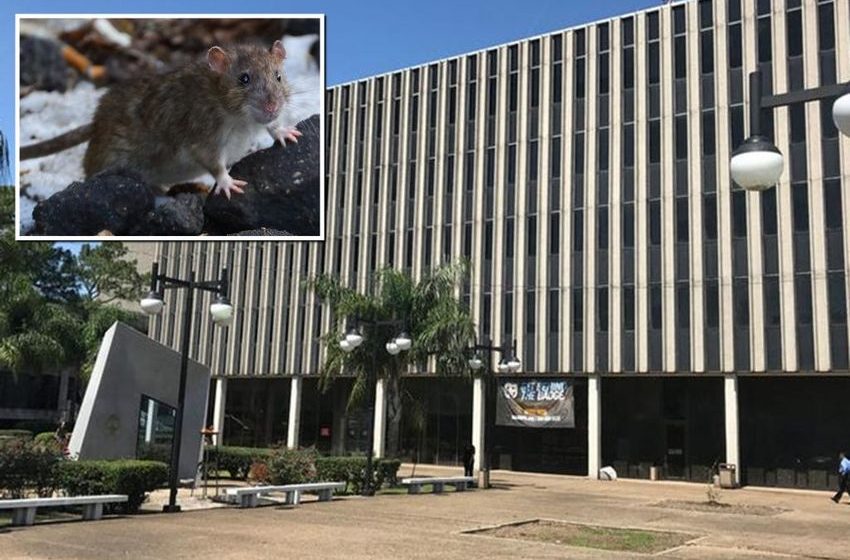  Stoner rats found eating up marijuana in New Orleans police evidence room: ‘They’re all high!’