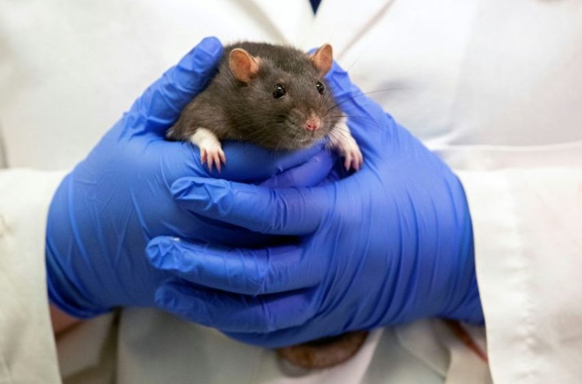  Rats In US Police Headquarters ‘High’ From Eating Seized Marijuana