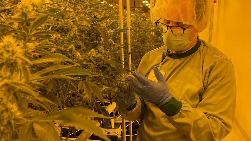  Cannabis users ‘will have a new place within our society’: Germany prepares to legalise home cultivation