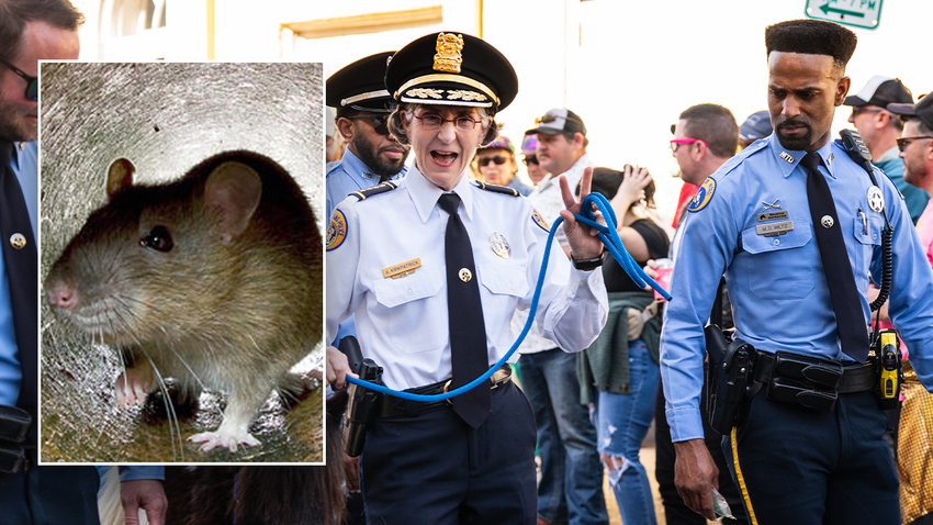  Marijuana-munching rats infiltrate police HQ in beloved party city, chief warns: ‘They’re all high