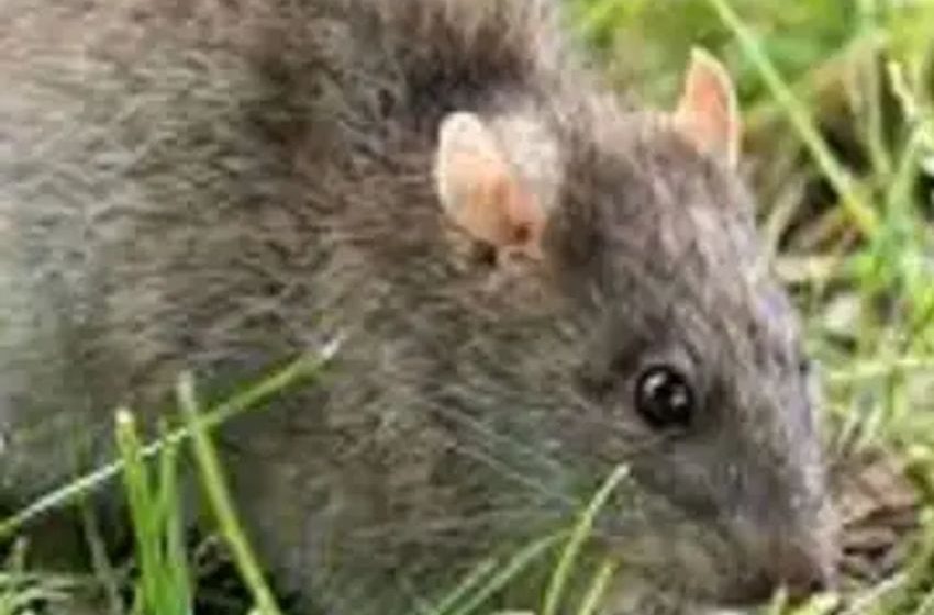  Rats Dine on Marijuana Confiscated by Police