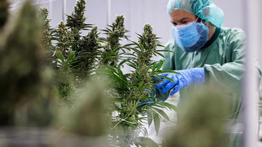  Medical cannabis could soon get green light in France after unprecedented trial