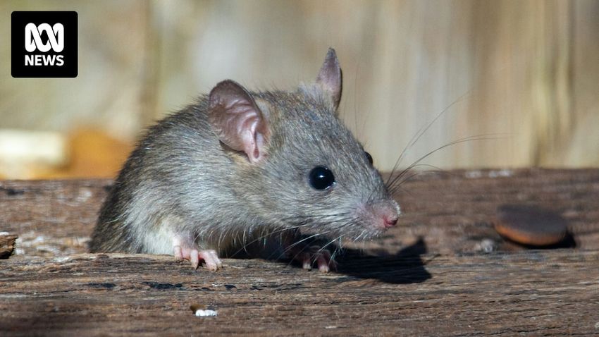  Rats in New Orleans police station get high off confiscated cannabis