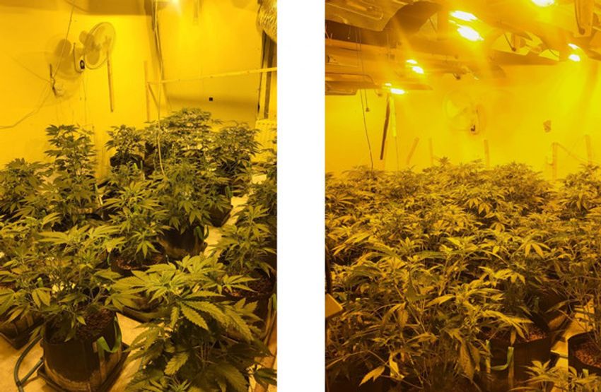  Gardaí discover two cannabis grow houses at properties in Co Galway