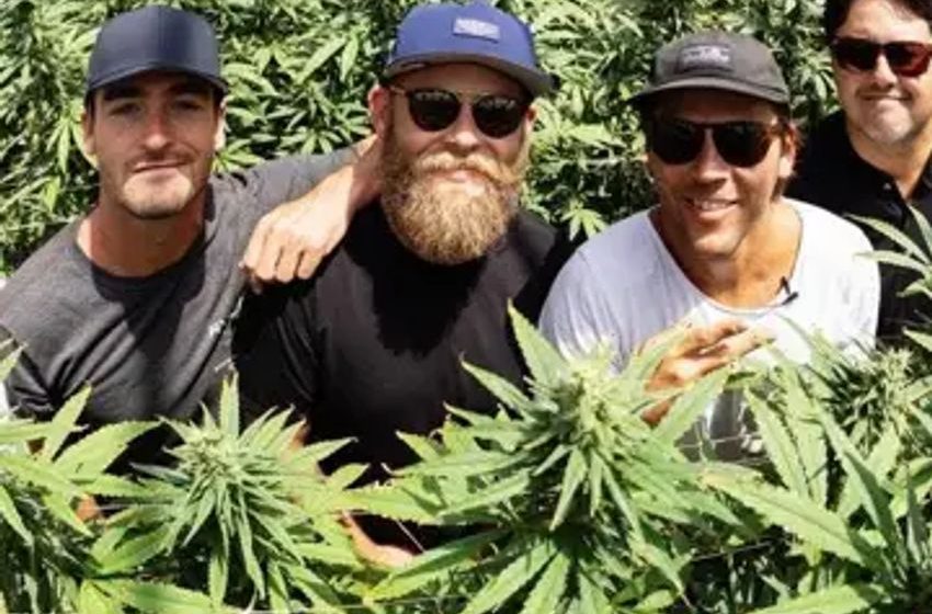  What To Know About Reggae Band Iration’s Cannabis Strains