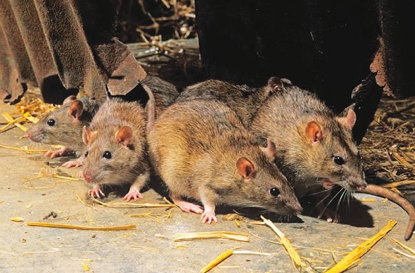  Rats in US police headquarters ‘high’ from eating seized marijuana