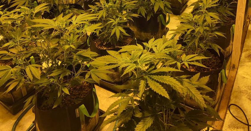  Three arrested after cannabis grow houses are discovered in Co Galway