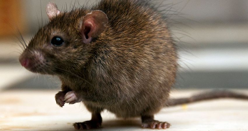  ‘They’re All High’: New Orleans Police Say Rats Can’t Stop Eating Marijuana In Evidence Room