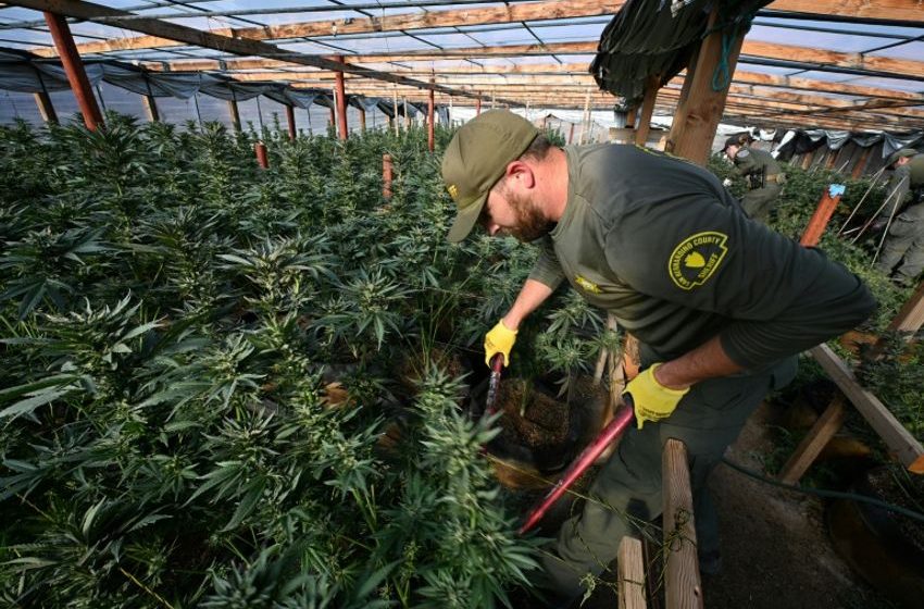  Despite Legalization, California Battles Illegal Marijuana Farms