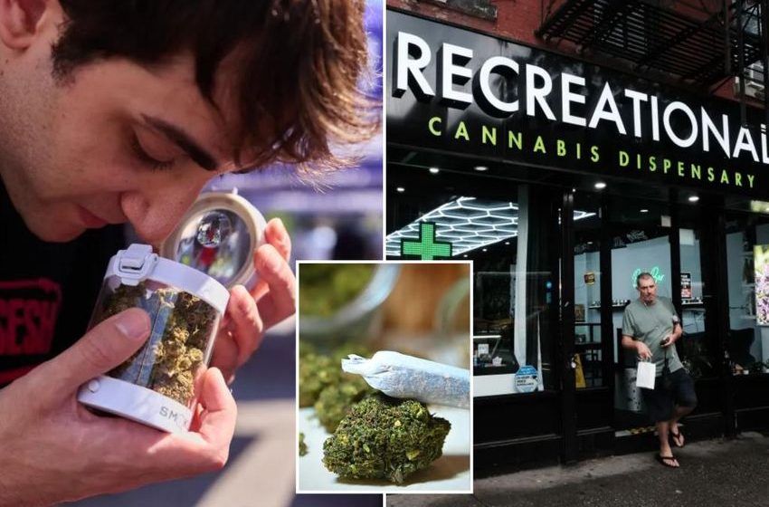  NY’s legal marijuana industry reaches new high with over 100 licensed pot shops raking in the green