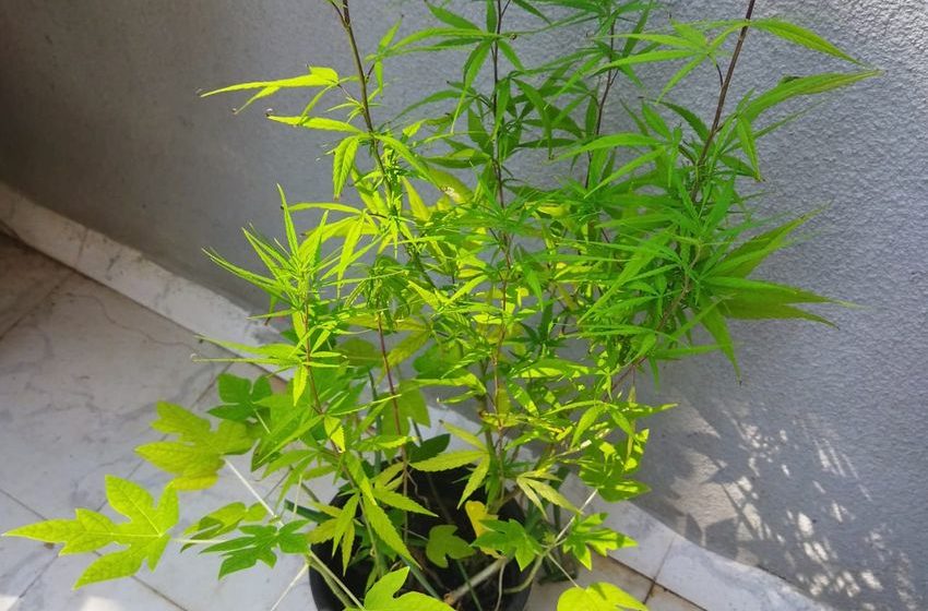  British Man Grows Cannabis On Terrace In Goa Home, Arrested