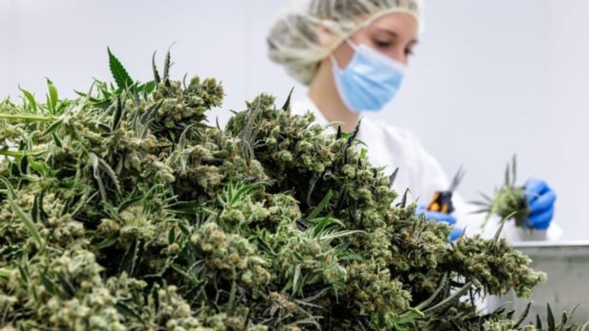  Medical cannabis hurdles remain in Canada. Here’s why