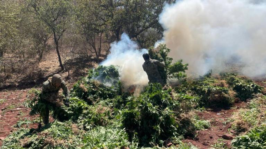  Navy of Mexico Locates And Destroys Marijuana Plantations In Sinaloa De Leyva: Sinaloa