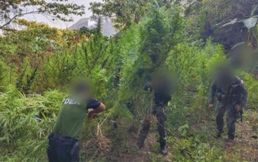  Batac: P7.3-M marijuana plants destroyed in Ilocos Sur town