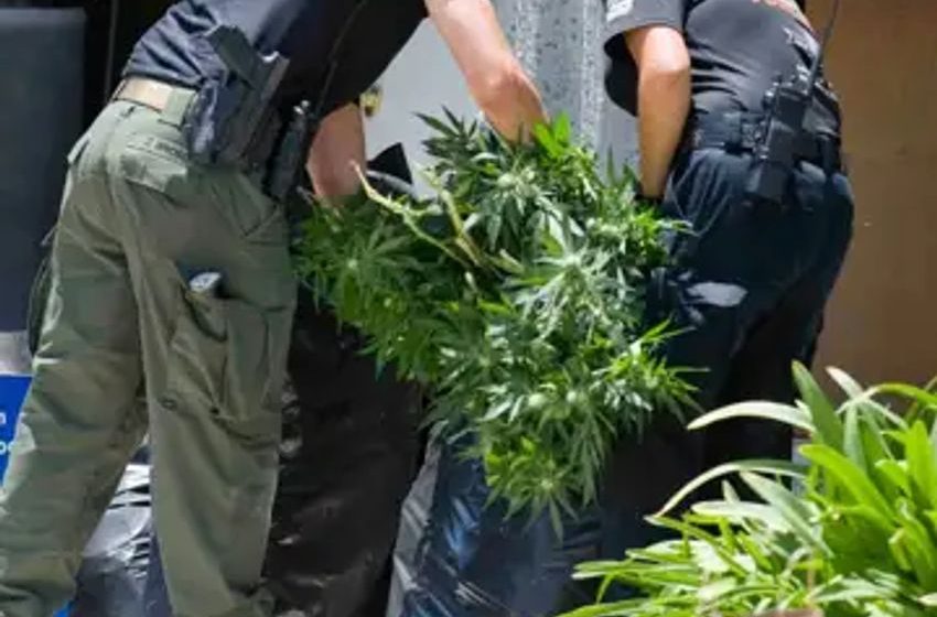  Alameda County had $77.8 million in black-market marijuana seized last year