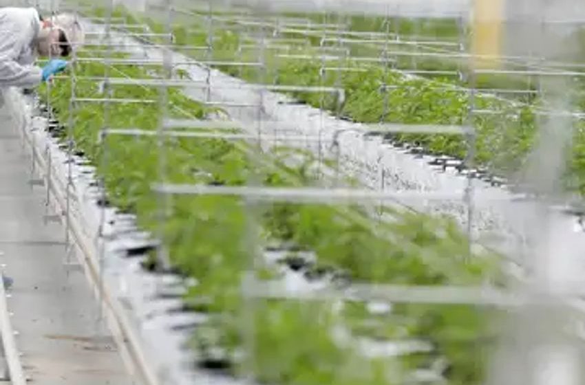 Tilray reports US$105-million loss, cuts earnings forecast