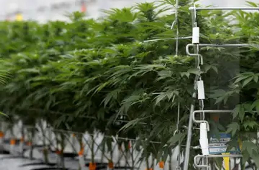 Cannabis firm Tilray reports US$105-million third-quarter loss, net revenue up nearly 30%