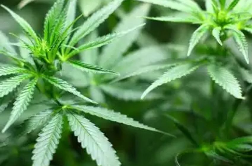  Pakistan Launches Regulatory Body For Cannabis Trade To Fuel Economic Growth