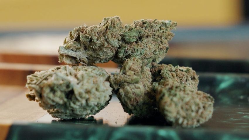  Marijuana is used more than alcohol, study says