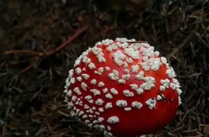  How Can Amanita Muscaria Mushroom Products Meet Quality And Safety Standards?