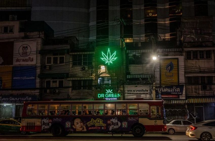  Thai cannabis groups urge government to rethink plan to re-criminalise marijuana