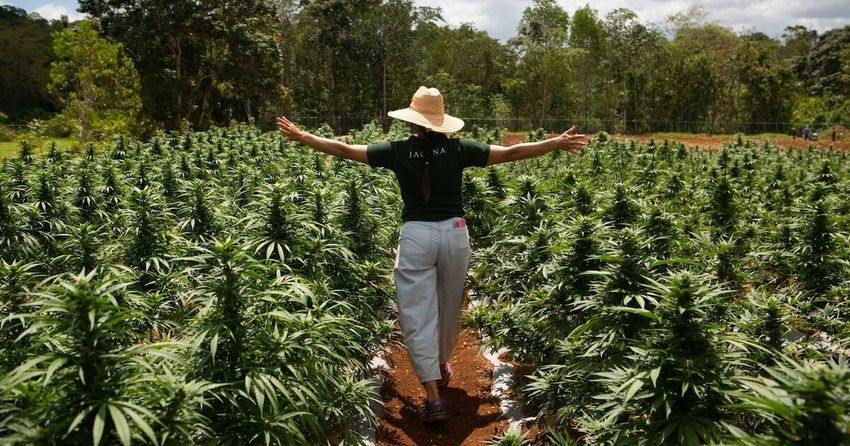  This Cannabis Farm Tour Shows First-Hand What Makes Jamaican Weed so Special