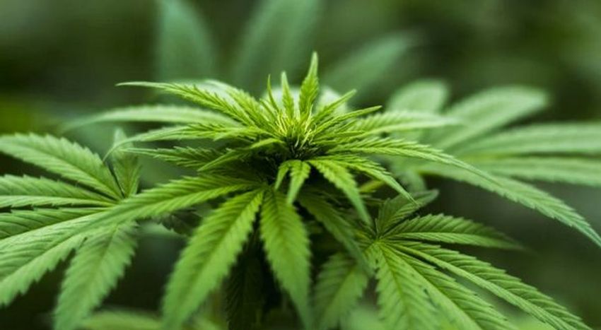  High-potency cannabis doubles psychosis risk in young adults