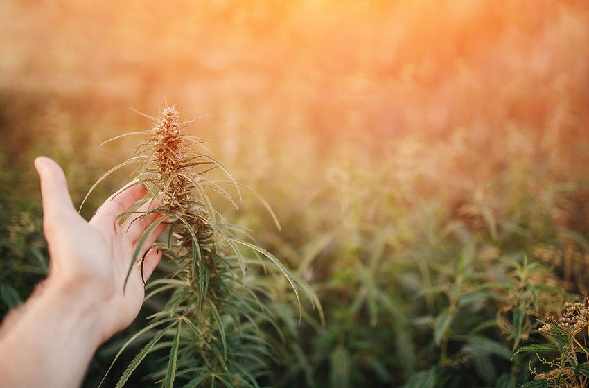  Texas Lawmakers Zero In on Exploding Hemp Industry