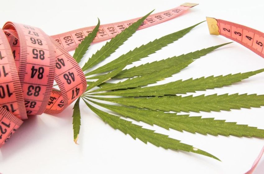  New Study Finds Weight Loss With THCV & CBD