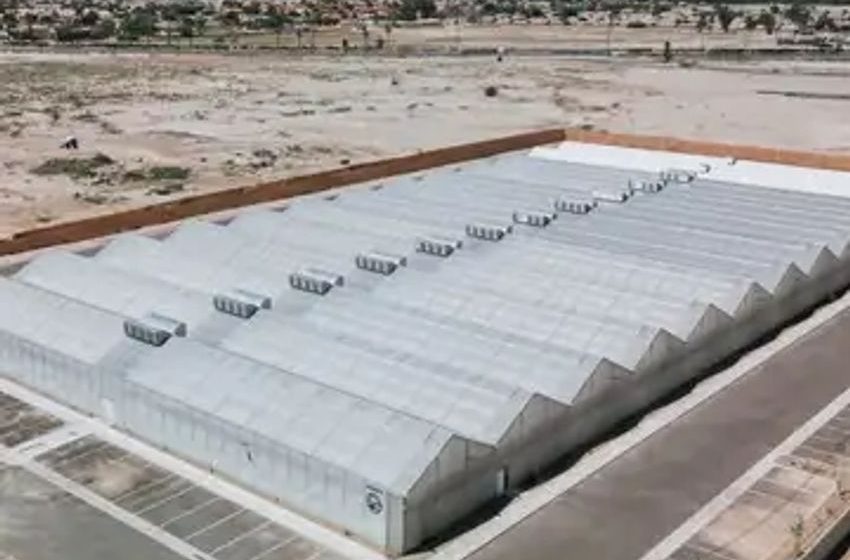  Sustainable Cannabis In Coachella Valley: Green Horizons’ 1M Sq Ft Facility, Tommy Hilfiger CPG Expansion