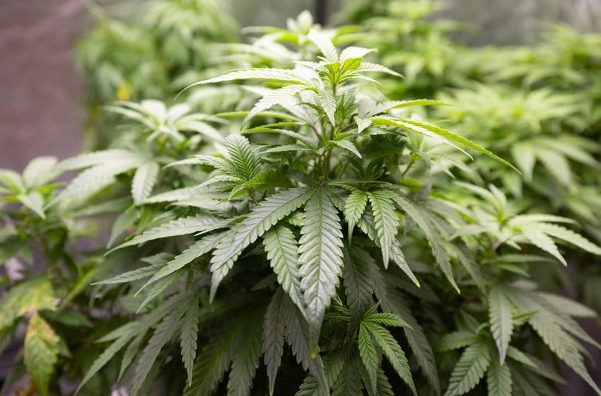  DEA seeks to reclassify marijuana, allow prescriptions for first time: Reports