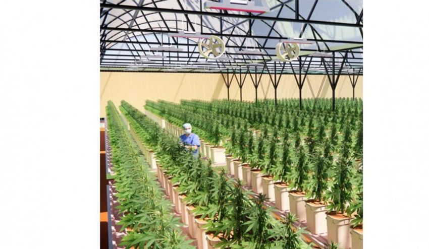  Gunkul suspends cannabis investment amid confusion